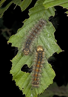 Caterpillars of the nut-tree tussock moth, on hornbeam leaf Caterpillars of the nut-tree tussock moth, on hornbeam leaf