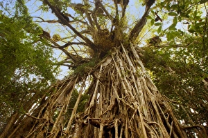 Cathedral Fig Tree - this is the most impressive Strangler Fig on the Atherton Tablelands Cathedral Fig Tree - this is the most impressive Strangler Fig on the Atherton Tablelands