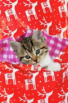 Holes Collection: CAT.Kitten looking through hole in christmas wrapping paper