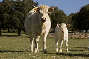 Cattle - Charolais - with calf Cattle - Charolais - with calf