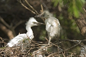 Cattle Egret Chicks - Several chicks on their nest Cattle Egret Chicks - Several chicks on their nest