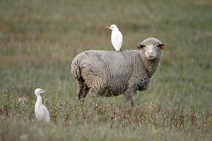 Cattle Egret - perched on back of Merino sheep Cattle Egret - perched on back of Merino sheep