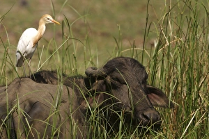 Cattle Egret on water buffalo Cattle Egret on water buffalo
