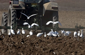 Cattle Egrets - following tractor Cattle Egrets - following tractor