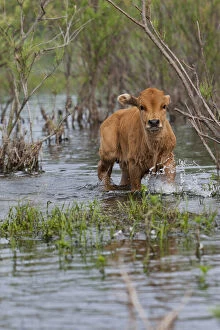 Cattle in the flooded Danube Delta near