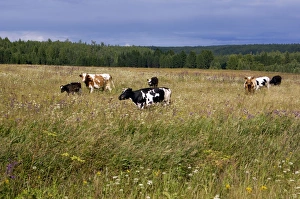 Cattle grazes on a meadow on a high bank of Lalya river, near Staraya Lalya settlement Cattle grazes on a meadow on a high bank of Lalya river, near Staraya Lalya settlement
