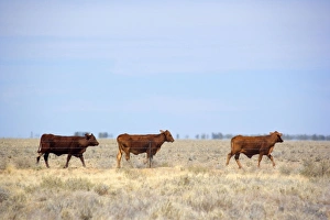 Cattle grazing - cattle on a totally dried out pasture in the Channel country in Cattle grazing - cattle on a totally dried out pasture in the Channel country in