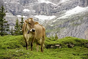 Montane Gallery: Cattle grazing high in the Swiss Alps near Wengen