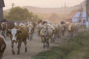 Cattle herds coming home in the evening, to the Saxon Village of Viskri Cattle herds coming home in the evening, to the Saxon Village of Viskri