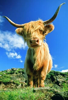 CATTLE, Highland cow