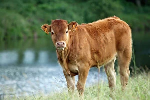 Images Dated 5th July 2012: Cattle - Limousin breed