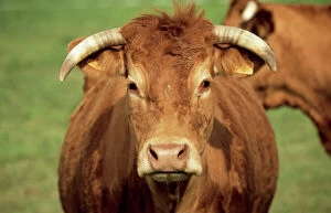 Bull Gallery: CATTLE - Limousin Bull, close-up of face