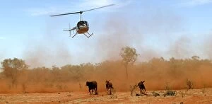 Images Dated 14th September 2004: Cattle mustering - aerial image.by helicopter