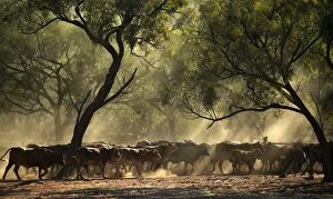 Cattle mustering.The cattle are being pushed by