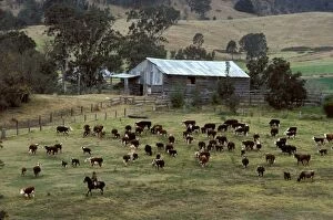 Bega Gallery: Cattle property (beef). Bega, New South Wales, Australia