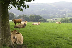 Images Dated 21st July 2009: Cattle on rural farmland near the town of