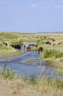 Cattle of Russian farmers grazes along a small river (a tributary of river Ural Cattle of Russian farmers grazes along a small river (a tributary of river Ural
