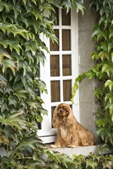 Ledge Gallery: Cavalier King Charles Spaniel Dog outdoors