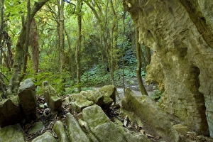 Cave view - view from the inside of a cave into temperate rainforest Cave view - view from the inside of a cave into temperate rainforest
