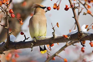 Cedar Waxwing - eating crab apples Cedar Waxwing - eating crab apples