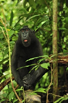Celebes Crested Macaque / Crested Black Macaque / Sulawesi Crested Macaque / Black Ape Celebes Crested Macaque / Crested Black Macaque / Sulawesi Crested Macaque / Black Ape