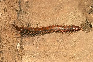 Images Dated 25th July 2003: Centipede Mayotte Island Indian Ocean