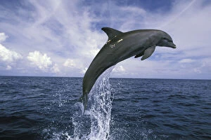 Images Dated 12th November 2009: Central America, Honduras. Bottlenose Dolphin