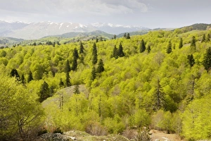 The central Pindos Mountains in spring, looking north from the Katara Pass over forests The central Pindos Mountains in spring, looking north from the Katara Pass over forests