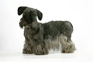 <b class=qtipBold><figcaption>Cesky Terrier</figcaption></b><br>JD-18766 Cesky Terrier John Daniels Please note that prints are for personal display purposes only and may not be reproduced in any way.<br><em>© John Daniels / ardea.com</em> Cesky Terrier