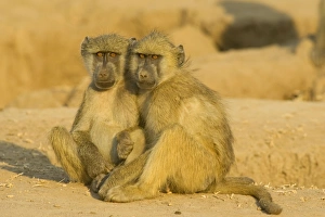 Chacma Baboon - 2 subadults in the light of the early morning Chacma Baboon - 2 subadults in the light of the early morning