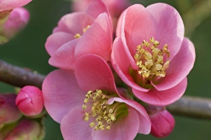 Chaenomeles flowers in spring Chaenomeles flowers in spring
