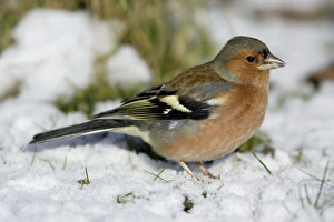 Chaffinch - On ground in snow Chaffinch - On ground in snow