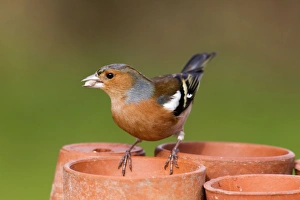 Chaffinch - male taking seeds from a plant pot Chaffinch - male taking seeds from a plant pot