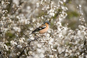 Chaffinch - Perched in blackthorn blossom spring Chaffinch - Perched in blackthorn blossom spring