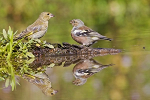 Chaffinch - at pond with Greenfinch showing reflections Chaffinch - at pond with Greenfinch showing reflections