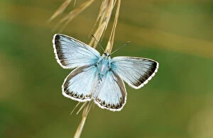 Related Images Gallery: Chalkhill Blue Butterfly