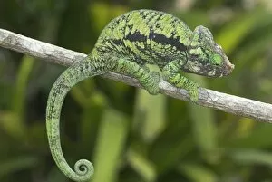 Images Dated 20th October 2006: Chameleon on branch. Madagascar