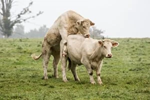 Images Dated 30th September 2012: Charolais Cow / Cattle - simulation mating. Vesoul