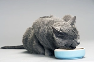 Chartreux Cat - eating from bowl Chartreux Cat - eating from bowl