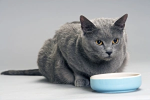Chartreux Cat - at feeding bowl Chartreux Cat - at feeding bowl