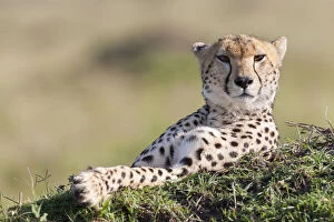 Images Dated 1st May 2013: Cheetah (Acinonyx jubatus) Msai Mara