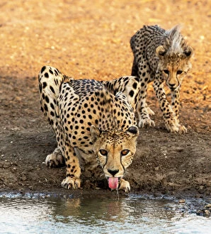 Acinonyx Gallery: Cheetah adult with cub drinking from water hole
