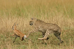 Cheetah Collection: Cheetah - Chasing Thomson's Gazelle Transmara, Maasai Mara, Kenya, Africa