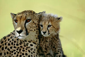 CHEETAH - close-up of mother & cub
