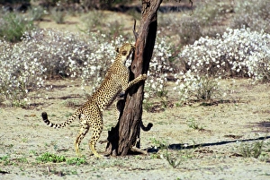 Cheetah - Coalition of two male cheetahs, one clawing tree trunk observation post Cheetah - Coalition of two male cheetahs, one clawing tree trunk observation post