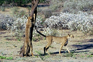 Cheetah - Coalition of two male cheetahs scent marking and clawing tree trunk observation Cheetah - Coalition of two male cheetahs scent marking and clawing tree trunk observation