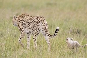 Images Dated 2nd March 2005: Cheetah - with cub