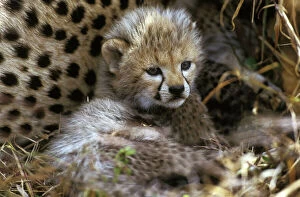 Cheetah Collection: Cheetah - cub