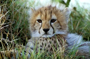Cheetah Collection: Cheetah - cub. Maasai Mara - Kenya