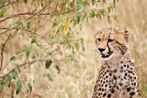 Images Dated 29th August 2010: Cheetah - head close up